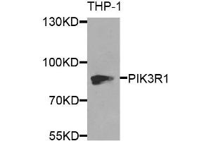 Western blot analysis of extracts of THP-1 cells, using PIK3R1 antibody. (PIK3R1 抗体)