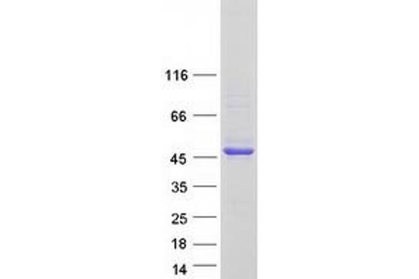 FCRLA Protein (Myc-DYKDDDDK Tag)