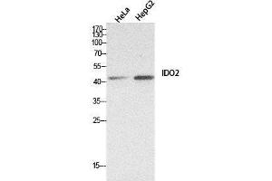 Western Blot (WB) analysis of HeLa, HepG2 cells using INDOL1 Polyclonal Antibody. (IDO2 抗体  (Internal Region))