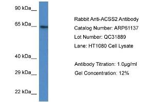 Western Blotting (WB) image for anti-Acyl-CoA Synthetase Short-Chain Family Member 2 (ACSS2) (N-Term) antibody (ABIN786342) (ACSS2 抗体  (N-Term))