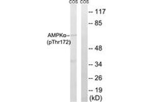 Western blot analysis of extracts from COS7 cells, using AMPK alpha (Phospho-Thr172) Antibody. (AMPK alpha 抗体  (pThr183))