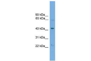 WB Suggested Anti-PODXL2 Antibody Titration:  0. (PODXL2 抗体  (N-Term))
