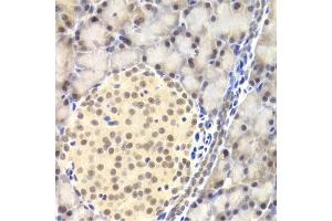 Immunohistochemistry of paraffin-embedded rat pancreas using PAWR Antibody. (PAWR 抗体)