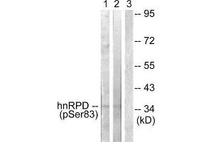 Western Blotting (WB) image for anti-Heterogeneous Nuclear Ribonucleoprotein D (HNRNPD) (pSer83) antibody (ABIN1847381) (HNRNPD/AUF1 抗体  (pSer83))