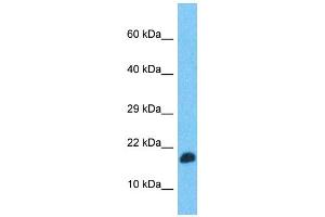 Western Blotting (WB) image for anti-Transcription Elongation Factor, Mitochondrial (TEFM) (N-Term) antibody (ABIN2506494) (TEFM 抗体  (N-Term))