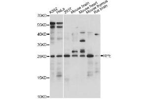 Western blot analysis of extracts of various cell lines, using RPE antibody (ABIN6293761) at 1:1000 dilution. (RPE 抗体)