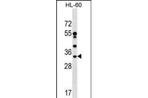 DNAJC17 Antibody (C-term) (ABIN1536940 and ABIN2849473) western blot analysis in HL-60 cell line lysates (35 μg/lane). (DNAJC17 抗体  (C-Term))