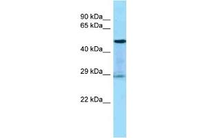 Host:  Rabbit  Target Name:  KLK3  Sample Tissue:  Human THP-1 Whole Cell  Antibody Dilution:  1ug/ml (Prostate Specific Antigen 抗体  (Middle Region))