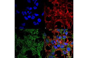 Immunocytochemistry/Immunofluorescence analysis using Rabbit Anti-GABARAP Polyclonal Antibody . (GABARAP 抗体  (N-Term) (Atto 390))