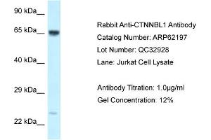 Western Blotting (WB) image for anti-Catenin, beta Like 1 (CTNNBL1) (C-Term) antibody (ABIN970479) (CTNNBL1 抗体  (C-Term))