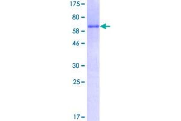 HOXC4 Protein (AA 1-264) (GST tag)