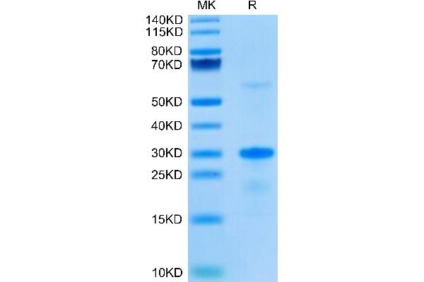 EGFL7 Protein (AA 24-273) (His tag)