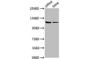 Western Blot Positive WB detected in: Recombinant protein All lanes: lacZ antibody at 7. (LacZ (AA 2-1024) 抗体)