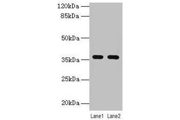 LYPD3 抗体  (AA 31-326)