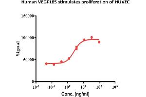 Proliferation Assay (ProA) image for VEGF 165 protein (ABIN7275824)