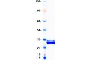 Validation with Western Blot (IGFBP4 Protein (Myc-DYKDDDDK Tag))