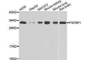 Western blot analysis of extracts of various cell lines, using FGFBP1 antibody (ABIN4903670) at 1:1000 dilution. (FGFBP1 抗体)