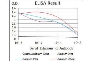 Image no. 4 for anti-RAP1A, Member of RAS Oncogene Family (RAP1A) antibody (ABIN1500594) (RAP1A 抗体)