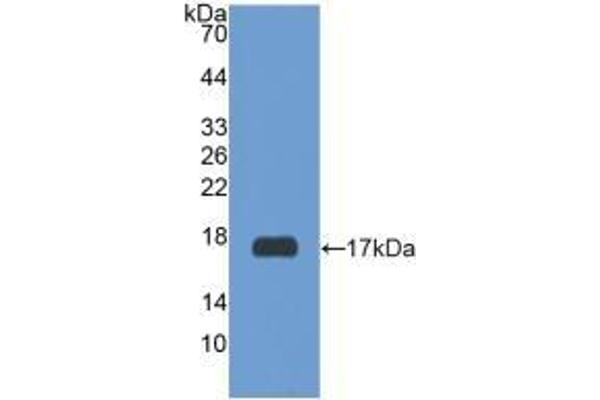 RXFP1 抗体  (AA 260-409)