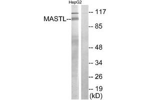 Western Blotting (WB) image for anti-Microtubule Associated serine/threonine Kinase-Like (MASTL) (C-Term) antibody (ABIN1849905) (MASTL 抗体  (C-Term))