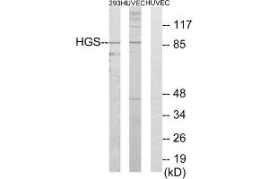 Western blot analysis of extracts from 293 cells and HUVEC cells, using HGS antibody. (HGS 抗体  (Internal Region))