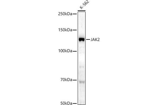 JAK2 抗体