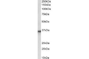 ABIN4902662 (0. (HNRNPA2B1 抗体)