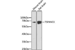 Western blot analysis of extracts of various cell lines, using TSP antibody (ABIN6129687, ABIN6149634, ABIN6220872 and ABIN6220873) at 1:1000 dilution. (TSPAN33 抗体  (C-Term))