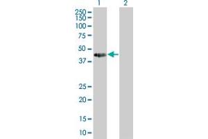 Lane 1: TCEA2 transfected lysate ( 33. (TCEA2 293T Cell Transient Overexpression Lysate(Denatured))