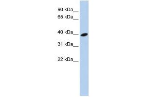 Western Blotting (WB) image for anti-ADP-Ribosylation Factor-Like 13B (ARL13B) antibody (ABIN2459579) (ARL13B 抗体)