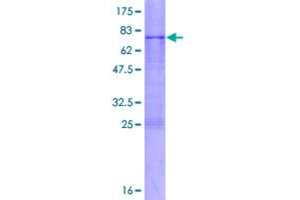 ADAMTSL4 Protein (AA 1-424) (GST tag)