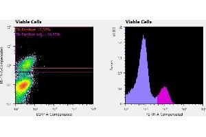 Flowcytometry of huSSECTM cell line overexpressing hFcRn-EGFP labeled with clone ADM31  primary Ab and Texas Red™ conjugated anti-mouse secondary. (FcRn 抗体)