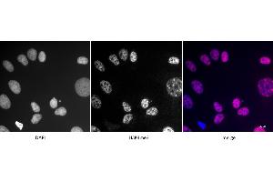 Immunofluorescence (IF) image for anti-Histone 3 (H3) (3meLys4) antibody (ABIN6971977)