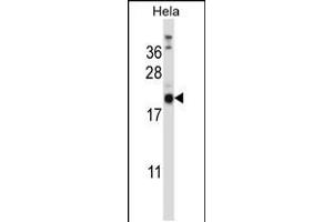 Western blot analysis in Hela cell line lysates (35ug/lane). (PRRG1 抗体  (N-Term))