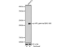 Western blot analysis of extracts of NIH/3T3 cells, using Phospho-HP1 gamma/CBX3-S83 antibody (ABIN7266358) at 1:1000 dilution. (CBX3 抗体  (pSer83))