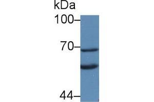 Western Blot; Sample: Rat Liver lysate; Primary Ab: 2µg/mL Rabbit Anti-Rat KL Antibody Second Ab: 0. (Klotho 抗体  (AA 517-956))