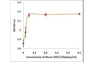 Activity Assay (AcA) image for Vascular Endothelial Growth Factor (VEGF) (Active) protein (ABIN5509472) (VEGF 蛋白)