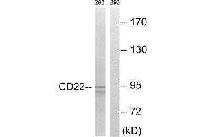Western Blotting (WB) image for anti-CD22 Molecule (CD22) (Tyr807) antibody (ABIN1848289) (CD22 抗体  (Tyr807))