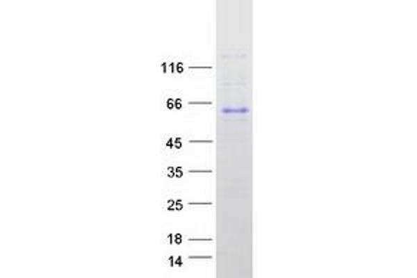 FAM134B Protein (Transcript Variant 2) (Myc-DYKDDDDK Tag)