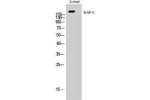 Western Blotting (WB) image for anti-Receptor Tyrosine-Protein Kinase ErbB-3 (ERBB3) (Ser359) antibody (ABIN3184531) (ERBB3 抗体  (Ser359))
