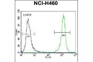 Flow cytometric analysis of NCI-H460 cells (right histogram) compared to a negative control cell (left histogram). (DGKQ 抗体  (C-Term))