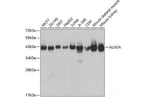 Western blot analysis of extracts of various cell lines using ALDOA Polyclonal Antibody at dilution of 1:1000. (ALDOA 抗体)