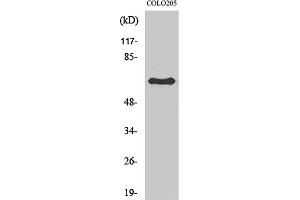 Western Blot analysis of various cells using Lamin B1 Polyclonal Antibody diluted at 1:2000. (Lamin B1 抗体  (N-Term))