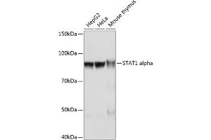 Western blot analysis of extracts of various cell lines, using ST antibody (ABIN7270303) at 1:1000 dilution. (STAT1 抗体)
