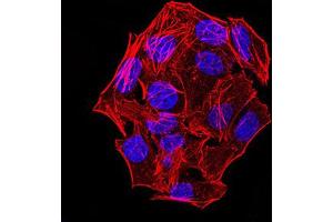 Immunocytochemistry (ICC) image for anti-NLR Family, CARD Domain Containing 4 (NLRC4) (AA 525-538), (pSer533) antibody (ABIN5887180) (NLRC4 抗体  (pSer533))