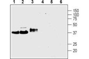 Western blot analysis of rat brain membranes (lanes 1 and 4), mouse brain membranes (lanes 2 and 5) and rat PC12 pheochromocytoma cell line lysate (lanes 3 and 6): - 1-3. (Synaptophysin 抗体  (Intravesicular Loop))