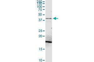 PDHA2 MaxPab rabbit polyclonal antibody. (PDHA2 抗体  (AA 1-388))