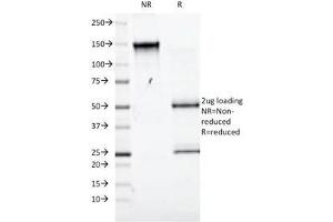 SDS-PAGE Analysis of Purified, BSA-Free CD98 Antibody (clone UM7F8). (SLC3A2 抗体)
