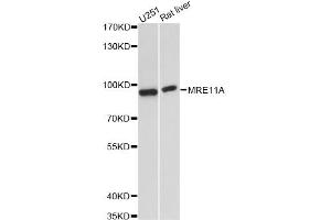 Western blot analysis of extracts of various cell lines, using MRE11A antibody. (Mre11 抗体)
