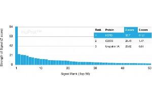 Analysis of Protein Array containing more than 19,000 full-length human proteins using HSP60-Monospecific Mouse Monoclonal Antibody (HSPD1/780) Z- and S- Score: The Z-score represents the strength of a signal that a monoclonal antibody (MAb) (in combination with a fluorescently-tagged anti-IgG secondary antibody) produces when binding to a particular protein on the HuProtTM array. (HSPD1 抗体)